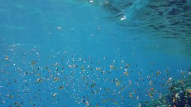 Balık sürüleri. Su altı mercan kayalıkları. sayısız farklı renkli, egzotik resif balığı mavi denizde yüzer ve güneş ışınları altında parlar. Okyanus ya da denizdeki su altı yaşamı. inanılmaz deniz manzarası.