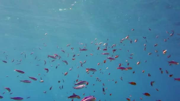 Escuelas de peces. innumerables peces de arrecife coloridos y exóticos nadan en agua azul marino y brillan bajo los rayos del sol. Vida submarina en el océano o en el mar. increíble paisaje marino. — Vídeos de Stock