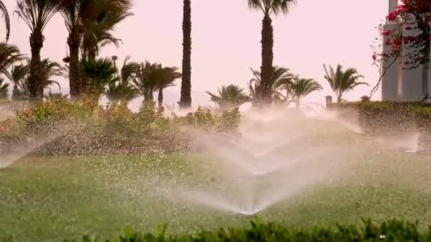 Irrigazione erba. Sistema di irrigazione del prato. irrigatore da giardino. sistema di irrigazione. irrigatori stanno lavorando, irrigazione erba prato nel giardino tropicale con palme. — Video Stock