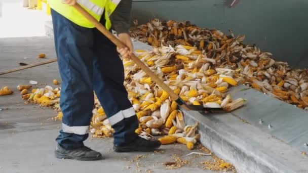 Mais. primo piano. l'operaio carica le pannocchie di mais sparse durante lo scarico nel contenitore con una pala. Fabbrica di lavorazione del mais. Agribusiness. produzione di semi di mais. — Video Stock