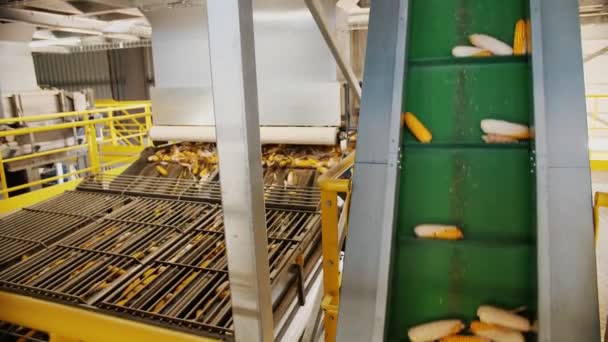 Majs. Majs bearbetningsfabrik. automatiserad process för rengöring av majskolvar från bladverk. ett företag för produktion av utsäde av majs. Jordbruksföretag. Jordbruk. — Stockvideo