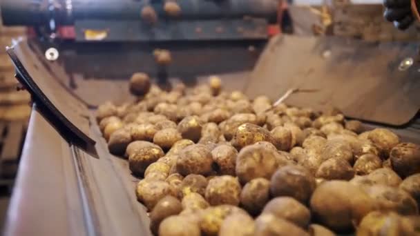 Zbiorów ziemniaków. sortowanie ziemniaków. zbliżenie. Wykwalifikowani pracownicy, w rękawiczkach, sortują i wycinają świeżo zebrane ziemniaki, na przenośniku taśmowym. linia produkcyjna do sortowania ziemniaków. technologie rolnicze — Wideo stockowe