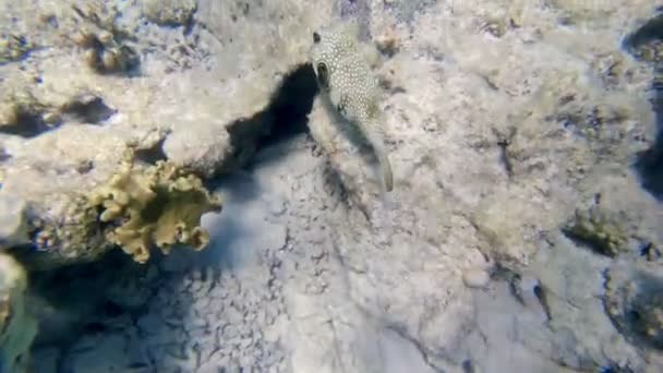 Fonds marins. Gros plan. récif corallien mort sous-marin, à la lumière du soleil, avec des poissons tropicaux étranges et exotiques. La vie marine. monde marin. — Video