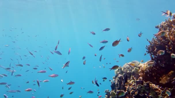 Escuelas de peces. arrecife de coral submarino. innumerables peces de arrecife coloridos y exóticos nadan en agua azul marino y brillan bajo los rayos del sol. Vida submarina en el océano o en el mar. increíble paisaje marino. — Vídeos de Stock