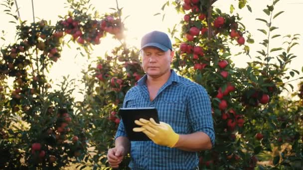 Colheita de maçãs. agricultor com comprimido. Inspecção da colheita. o agrônomo está usando tablet digital, enquanto trabalha em pomar de maçã, à luz do sol, ao pôr do sol. Tecnologia do agronegócio. — Vídeo de Stock