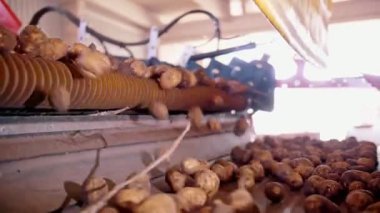 Patates hasadı. Yakın plan. Otomatik, kuru yapraklardan toplanmış taze patatesleri temizleme makinesi, taşıyıcı banttaki kök kalıntıları. Tarım teknolojileri. Otomatik tarım.