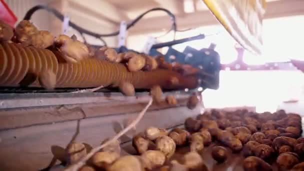 Colheita de batata. close-up. automático, máquina de limpeza de batatas recém-colhidas de folhagem seca, resíduos de raízes, na correia transportadora. tecnologias agrícolas. Agricultura automatizada. — Vídeo de Stock