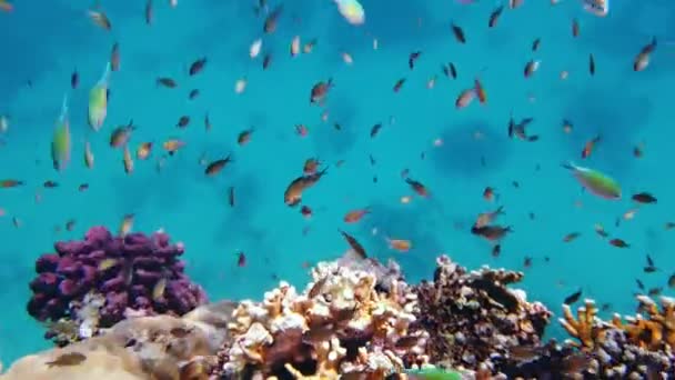 Arrecife de coral submarino. escuelas de peces. innumerables peces de arrecife coloridos y exóticos nadan en agua azul marino y brillan bajo los rayos del sol. Vida submarina en el océano o en el mar. increíble paisaje marino. — Vídeos de Stock