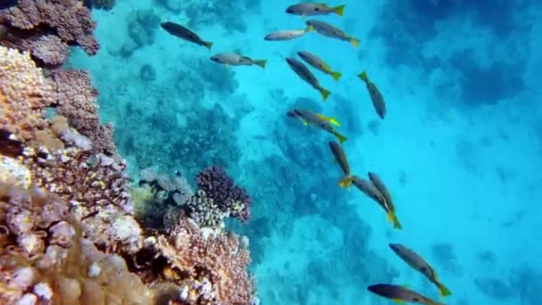 Unterwasserkorallenriff. Schöne, farbenfrohe Unterwasser-Korallenlandschaft im Sonnenlicht mit exotischen, tropischen Fischen. Meeresleben. Meereswelt. Gesunder Korallengarten unter Wasser. — Stockvideo