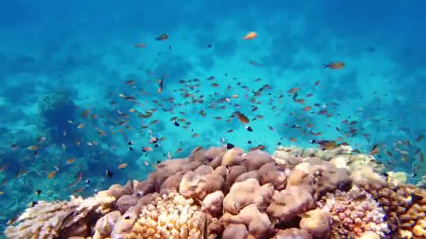 Підводний кораловий риф. Красивий, барвистий, підводний кораловий морський пейзаж, на сонячному світлі, з невеликою, блискучою, екзотичною рибою. Морське життя. морський світ. кораловий сад рай — стокове відео