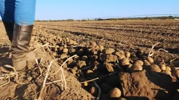 Farmář v botách jde přes pole. detailní záběr. nohy v botách. sklizeň brambor. zemědělské pole. při západu slunce — Stock video