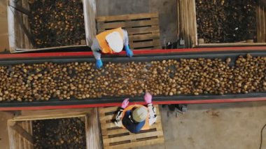 Patates ayıklama. Üst Manzara. İşçiler depodaki taşıyıcı bant makinesinde taze toplanmış patatesleri ayırıp temizliyorlar. Patates hasadı. Patates ayıklamak için üretim hattı. tarım teknolojileri