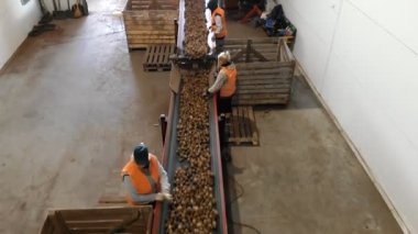 CHERKASSY, UKRAINE, 24 Eylül 2021: Patates ayıklama. İşçiler depodaki taşıyıcı bant makinesinde taze toplanmış patatesleri ayırıp temizliyorlar. Patates hasadı. Patates ayıklamak için üretim hattı