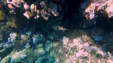 Su altı mercan kayalıkları. Sualtı mercan bahçesi deniz manzarası, güneş ışığında, garip ve egzotik, tropikal balıklarla. Deniz hayatı. Deniz dünyası. Suyun altında sağlıklı mercan bahçesi