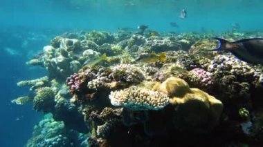 Su altı mercan kayalıkları. Su altı mercan bahçesi deniz manzarası, güneş ışığında, renkli, egzotik, tropikal balıklarla. Deniz hayatı. Deniz dünyası. Suyun altında sağlıklı mercan bahçesi.
