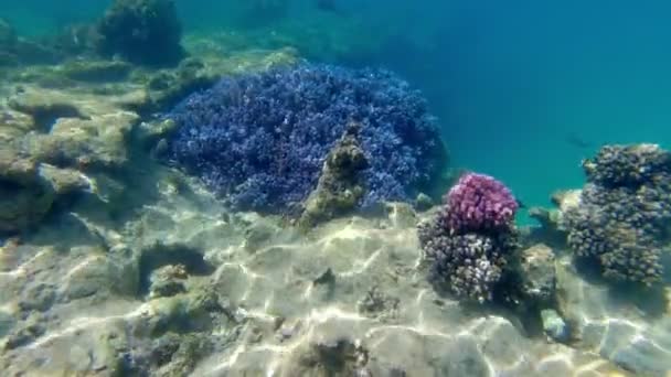 水下珊瑚礁。水下珊瑚花园的海景,阳光下,洋溢着五彩斑斓的异国情调.海洋生物。海洋世界。水底热带鱼类及珊瑚花园. — 图库视频影像