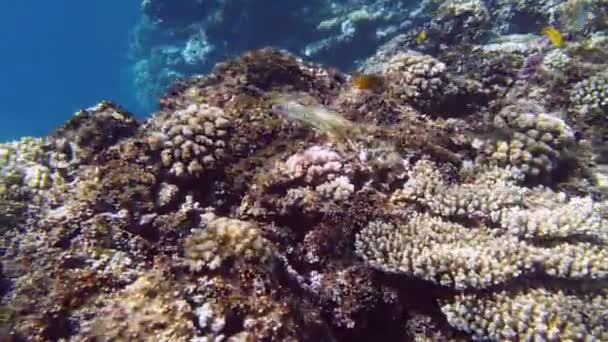 Undervattens korallrev. Undervattens korall trädgård kustlandskap, i solljuset, med färgglada, exotiska, tropiska fiskar. Marint liv. havsvärlden. Undervattens friska korall trädgård. — Stockvideo