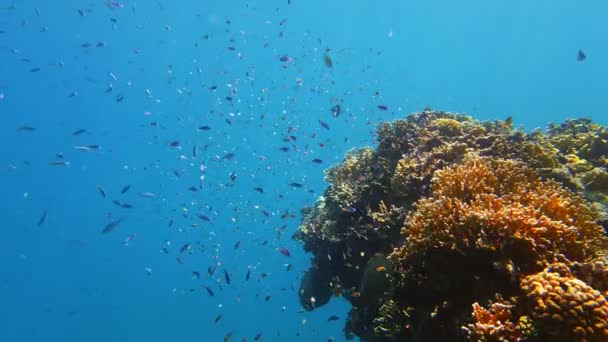 Escuelas de peces. arrecife de coral submarino. innumerables peces de arrecife coloridos y exóticos nadan en agua azul marino y brillan bajo los rayos del sol. Vida submarina en el océano o en el mar. increíble paisaje marino. — Vídeo de stock
