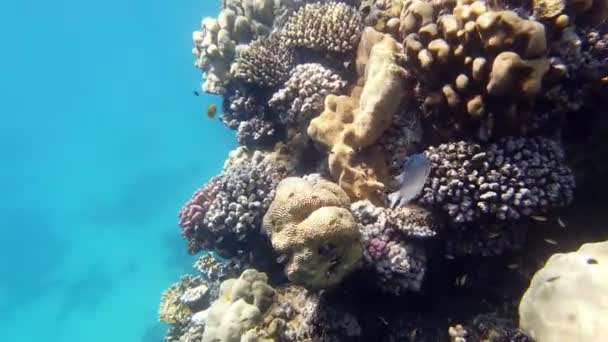 Підводний кораловий риф. крупним планом. Підводний кораловий морський сад, на сонячному світлі, з барвистою, екзотичною, тропічною рибою. Морське життя. морський світ. Підводний здоровий кораловий сад . — стокове відео