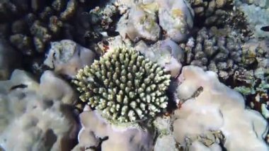 Su altı mercan kayalıkları. Yakın plan. Yarı ölü, sualtı mercan bahçesi, güneş ışığında, egzotik balıklarla. Deniz hayatı. Deniz altı dünyasının deniz manzarası.