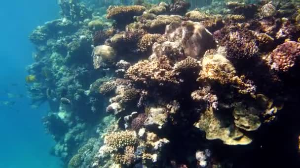 Su altı mercan kayalıkları. Güneş ışığında, güzel sualtı mercan bahçesi, renkli, egzotik, tropikal balıklarla. Deniz hayatı. Deniz dünyası. Suyun altında sağlıklı mercan bahçesi. — Stok video