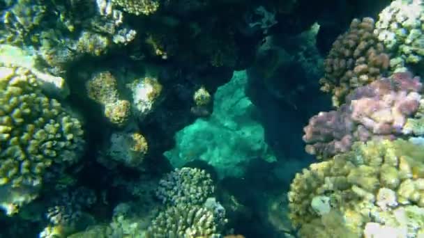 海中のサンゴ礁です。海底だ。接近中だ。美しい水中サンゴの庭の風景は、太陽の下で。海洋生物だ。海の世界. — ストック動画