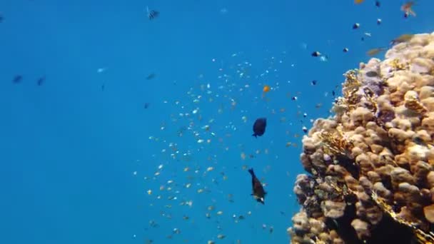Scholen vis. onderwater koraalrif. ontelbare verschillende kleurrijke, exotische, rifvissen zwemmen in zeeblauw water en schitteren onder zonnestralen. Onderwater leven in de oceaan of zee. verbazingwekkende zeegezicht. — Stockvideo