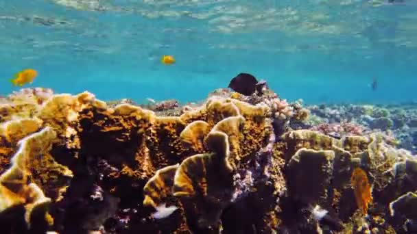 水下珊瑚礁。特写。美丽的海景在阳光下.多彩的水下珊瑚，有无数的小的，闪亮的，奇异的，珊瑚礁鱼。海洋生物。海洋世界。珊瑚花园天堂 — 图库视频影像