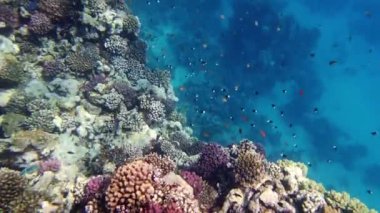 Su altı mercan kayalıkları. Güneş ışığında, güzel sualtı mercan bahçesi, renkli, egzotik, tropikal balıklarla. Deniz hayatı. Deniz dünyası. Suyun altında sağlıklı mercan bahçesi.