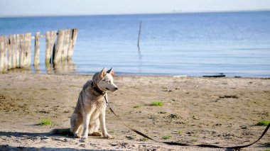 on the river bank, on the beach. at Sunrise , a beautiful woman in a tight suit walks with a dog of Husk breed, keeps the dog on a leash, plays with a dog, has fun. summer. High quality photo