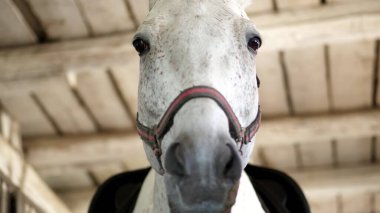 portrait of a white horse, close-up of a horses muzzle. The horse looks directly into the camera. in the stables. High quality photo