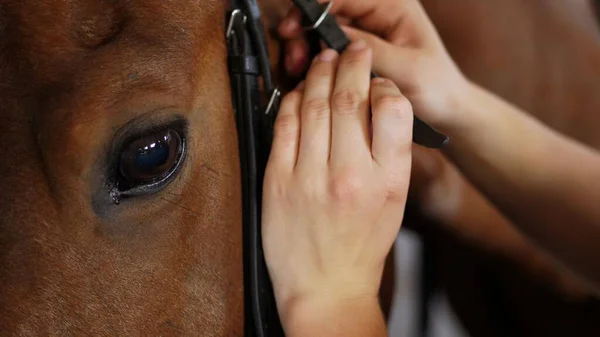 Close Womens Hands Put Bridle Tighten Leather Straps Muzzle Thoroughbred — Fotografia de Stock