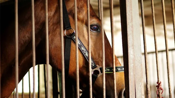 close-up, horse muzzle with smart, big black eyes, in the stable. a brown young handsome horse, a thoroughbred stallion looks directly into the camera. Horse close-up. High quality photo