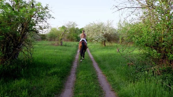 Spring Outdoors Girl Rider Jockey Riding Thoroughbred Beautiful Brown Stallion — 스톡 사진