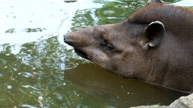 close-up, the tapir bathes in water, in a pond. on a hot summer day,. High quality photo