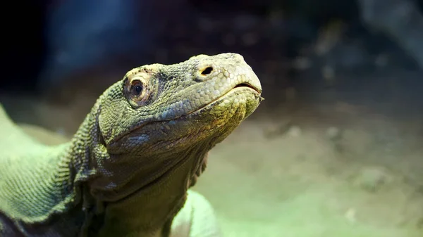 Komodo Dragon. close-up, a lizard from the island of Komodo, a large lizard, put out the tongue. High quality photo