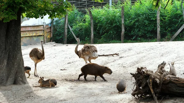 BUDAPEST, HUNGARY - JULY 5, 2018: in the zoo, animals walk together, such as ostriches, large sea swine Capibara, rabbits, small Kunguras. High quality photo