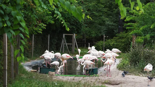 BUDAPEST, HUNGARY - JULY 5, 2018: A plenty of flamingos at Budapest Zoo. adults, beautiful flamingos, with small gray chicks. High quality photo