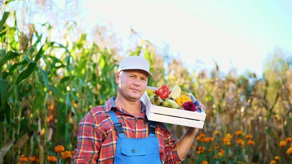 smiling male farmer in plaid shirt and hat holds a box with different fresh vegetables, harvest. background of cornfield, on a farm, vegetable garden, sunny summer day. High quality photo