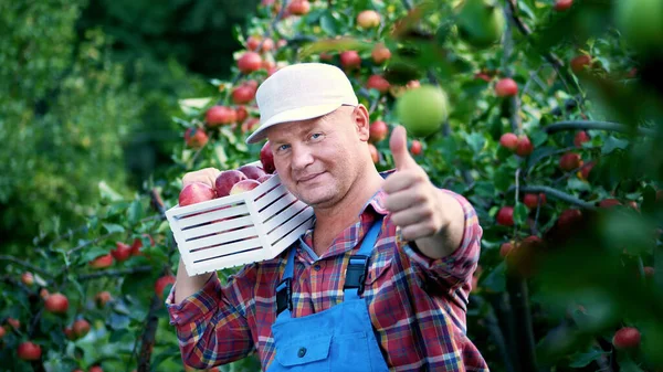 portrait of handsome male farmer holding a wooden box with red ripe organic apples, smiling. picking apples on the farm in orchard, on a hot, sunny autumn day. High quality photo