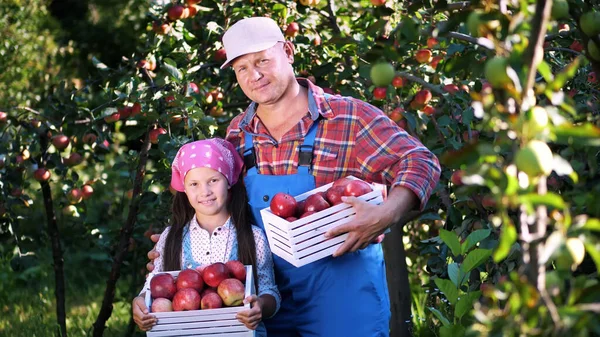 picking apples on farm, in garden. on hot, sunny autumn day. portrait of family of farmers, dad and daughter holding in their hands wooden boxes with red ripe organic apples, smiling,. High quality