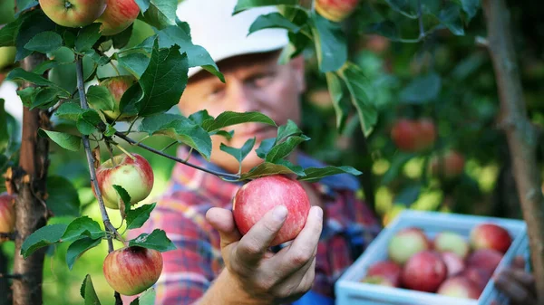 Primer Plano Retrato Hermoso Agricultor Agrónomo Recogiendo Manzanas Granja Huerto Imagen de archivo