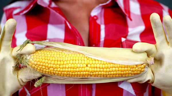 Zbliżenie Kobiety Rolnicy Ręce Rękawiczkach Trzymają Dużą Kolbę Kukurydzy Tle — Zdjęcie stockowe