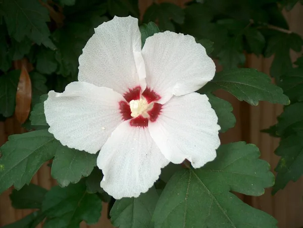 美しい白いハイビスカスの花のクローズアップ写真 — ストック写真