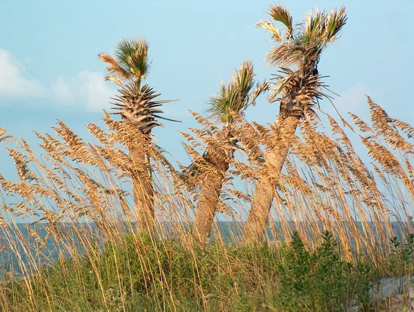 Reeds Palm Trees Front Ocean — Stock Photo, Image