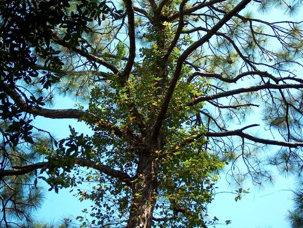 Красивое Дерево Ветвями Фоне Голубого Неба — стоковое фото