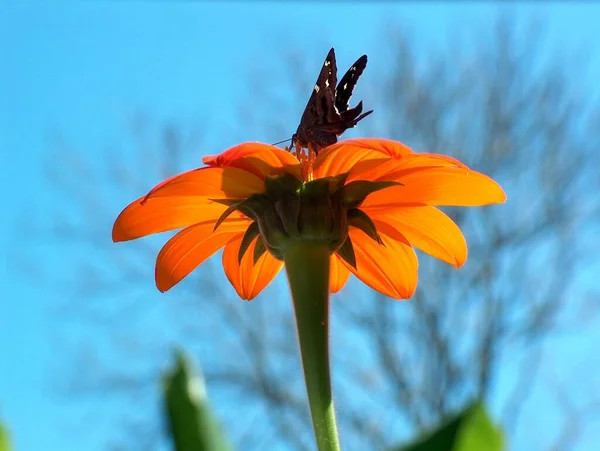 Farfalla Zinnia Fiore Primo Piano Con Sfondo Cielo — Foto Stock