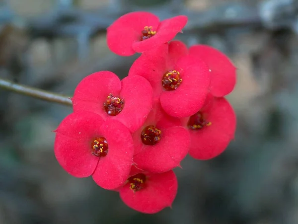 Hübsche Rote Dekorative Kakteenblüten — Stockfoto