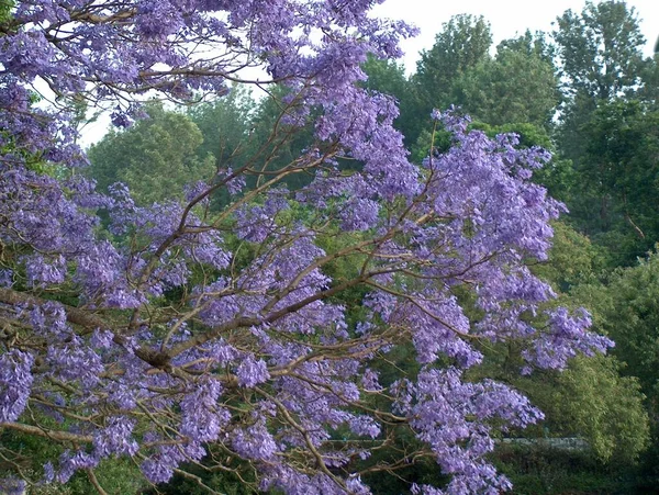 Blühender Sakura Baum Park Einem Frühlingstag — Stockfoto
