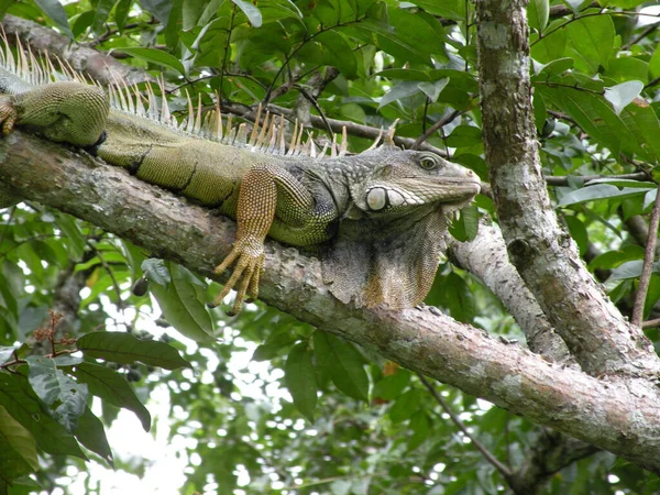 Grüner Leguan Auf Einem Baum — Stockfoto